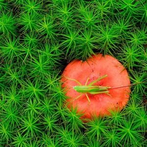 Meet your Posher, Renata